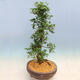Outdoorowe bonsai - azalia japońska SATSUKI- Azalea SHUSHUI - 2/6
