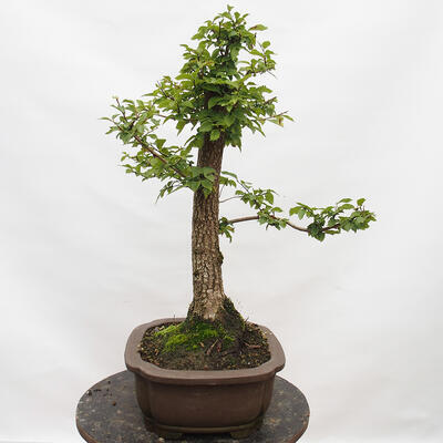 Outdoor bonsai-Ulmus Glabra-twardy wiąz - 2