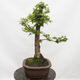 Outdoor bonsai-Ulmus Glabra-twardy wiąz - 2/5