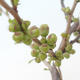 Outdoor bonsai - Chaenomeles superba jet trail - Biała pigwa - 2/4