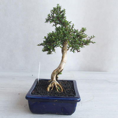 Kryte bonsai - Serissa japonica - drobnolistna - 2