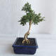 Kryte bonsai - Serissa japonica - drobnolistna - 2/6