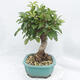 Outdoor bonsai -Malus Halliana - owocach jabłoni - 2/6