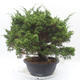 Outdoor bonsai - Juniperus chinensis Itoigawa - chiński jałowiec - 2/5