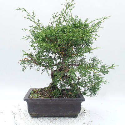 Outdoor bonsai - Juniperus chinensis Itoigawa - chiński jałowiec - 2