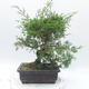 Outdoor bonsai - Juniperus chinensis Itoigawa - chiński jałowiec - 2/5