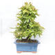 Outdoor bonsai -Carpinus betulus - Grab - 2/5