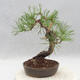 Outdoor bonsai - Pinus sylvestris - Sosna zwyczajna - 2/5
