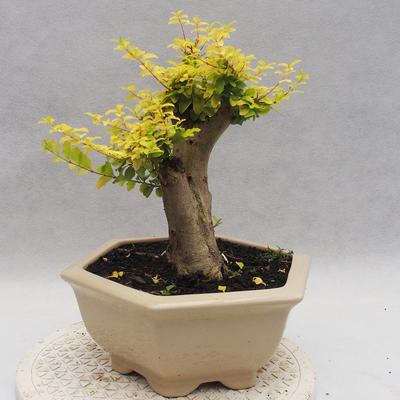 Indoor bonsai -Ligustrum Aurea - dziób ptaka - 2