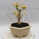 Indoor bonsai -Ligustrum Aurea - dziób ptaka - 2/5