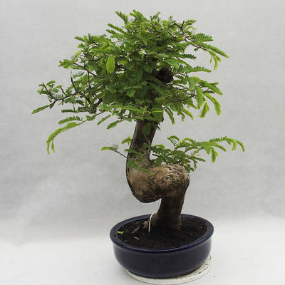 Kryty bonsai -Phyllanthus Niruri- Smuteň - 2