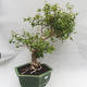 Indoor Bonsai - Australian Cherry - Eugenia uniflora - 2/5
