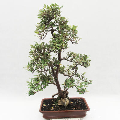 Kryty bonsai -Eleagnus - Hlošina - 2
