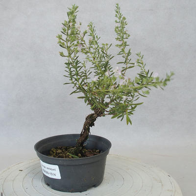 Outdoor bonsai - góra Satureja - Satureja montana - 2