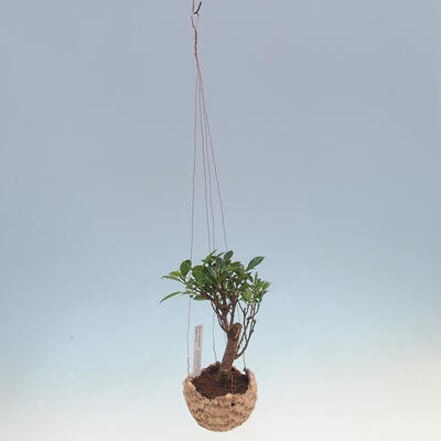 Kokedama w ceramice - figowiec drobnolistny - kimona Ficus - 2