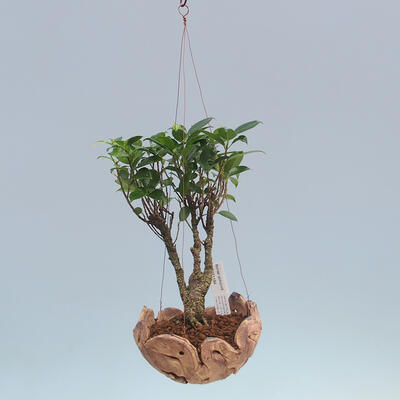 Kokedama w ceramice - figowiec drobnolistny - kimona Ficus - 2