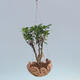 Kokedama w ceramice - figowiec drobnolistny - kimona Ficus - 2/2