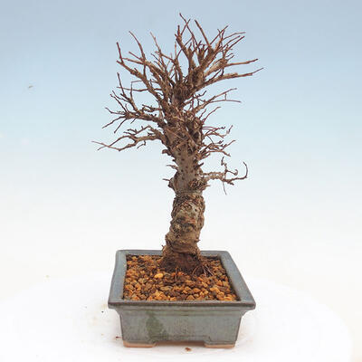 Outdoor bonsai - Zelkova - Zelkova NIRE - 2