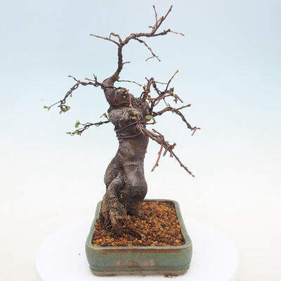 Outdoor bonsai - Pseudocydonia sinensis - Pigwa chińska - 2