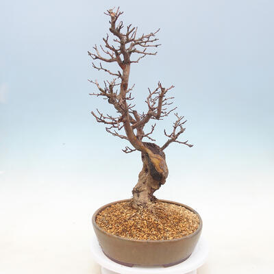 Outdoor bonsai - Pseudocydonia sinensis - Pigwa chińska - 2