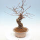 Outdoor bonsai - piękny Callicarpa - 2/6