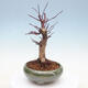 Outdoor bonsai - Klon palmatum DESHOJO - Klon japoński - 2/6