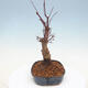 Outdoor bonsai - Klon palmatum DESHOJO - Klon japoński - 2/6