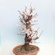 Outdoor bonsai - morela japońska - Prunus Mume - 2/6