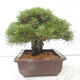 Bonsai ogrodowe - Pinus thunbergii - Sosna Thunberg - 2/4