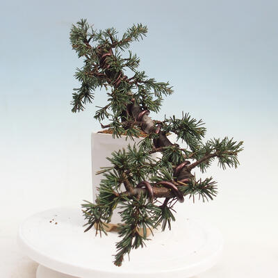 Bonsai na świeżym powietrzu - Cedrus Libani Brevifolia - Cedr zielony - 2