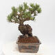 Outdoor bonsai - Pinus parviflora - Sosna biała - 2/4