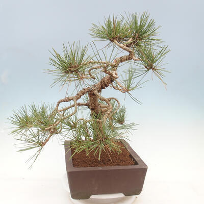 Bonsai ogrodowe - Pinus sylvestris Watereri - sosna zwyczajna - 2