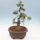 Bonsai ogrodowe - Pinus mugo - Sosna Klęcząca - 2/4
