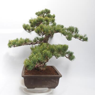 Outdoor bonsai - Pinus parviflora - Sosna biała - 2