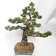 Outdoor bonsai - Pinus parviflora - Sosna biała - 2/5