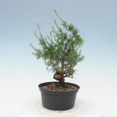 Outdoor bonsai -Larix decidua - Modrzew - 2