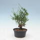 Outdoor bonsai -Larix decidua - Modrzew - 2/4