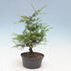 Outdoor bonsai -Larix decidua - Modrzew - 2/4