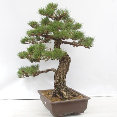 Bonsai ogrodowe - Pinus thunbergii - Sosna Thunberg - 2