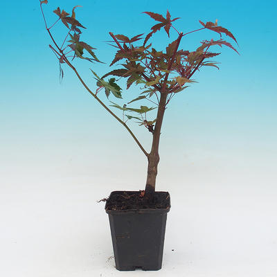 Odkryty bonsai - Acorn palm tree klon Deshojo - 2