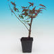 Odkryty bonsai - Acorn palm tree klon Deshojo - 2/2