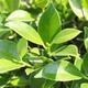Kryty bonsai - Ficus retusa - figowiec drobnolistny - 2/2