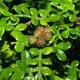 Kryty bonsai - Zantoxylum piperitum - Mięta pieprzowa - 2/4