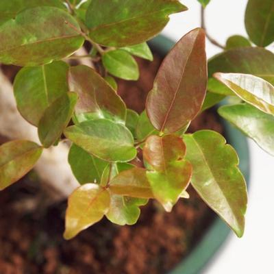 Pokój Bonsai - australijska wiśnia - Eugenia uniflora - 2