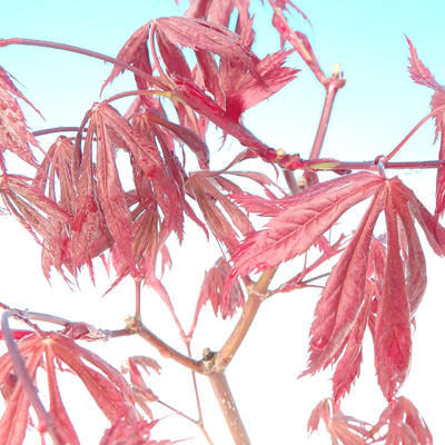 Outdoor bonsai - Klon palmatum Trompenburg - klon czerwony dlanitolistý - 2