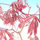 Outdoor bonsai - Klon palmatum Trompenburg - klon czerwony dlanitolistý - 2/3
