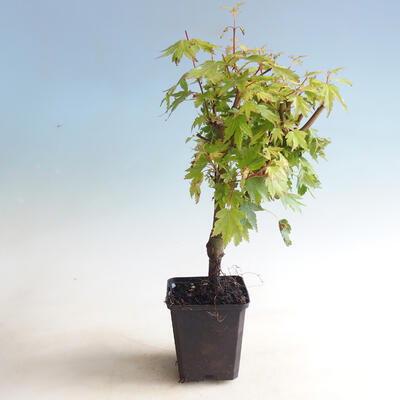 Outdoor bonsai-Acer palmatum Koto Maru - 2