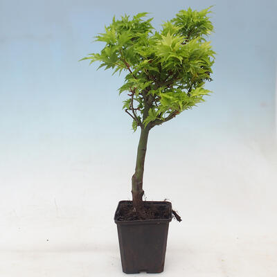 Klon - Acer palmatum Shishigashira 1 kawałek - 2