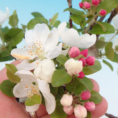 Outdoor bonsai - Malus Halliana - owocach jabłoni - 2