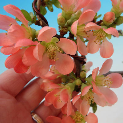 Outdoor bonsai - Japoński pigwy - 2